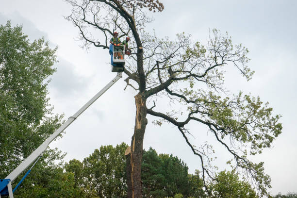 Best Utility Line Clearance  in Nd Point, WI