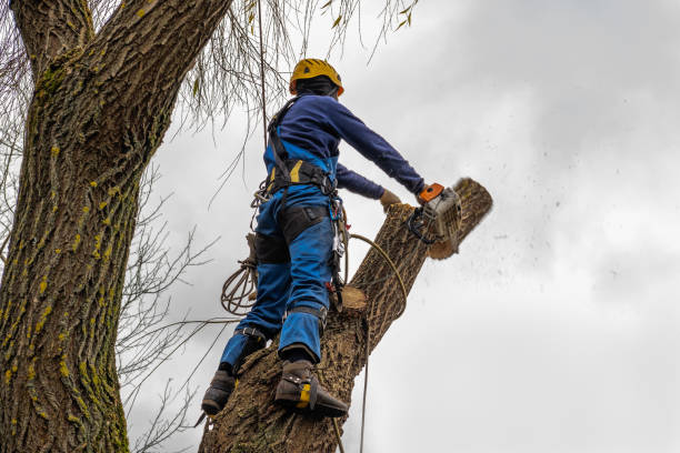 Best Tree Cabling and Bracing  in Nd Point, WI