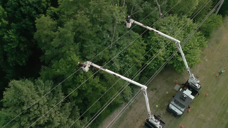 How Our Tree Care Process Works  in  Wind Point, WI