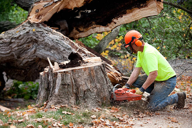 Best Storm Damage Tree Cleanup  in Nd Point, WI