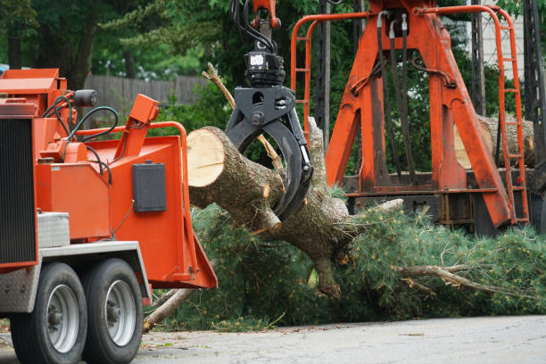 Professional Tree Removal in Wind Point, WI